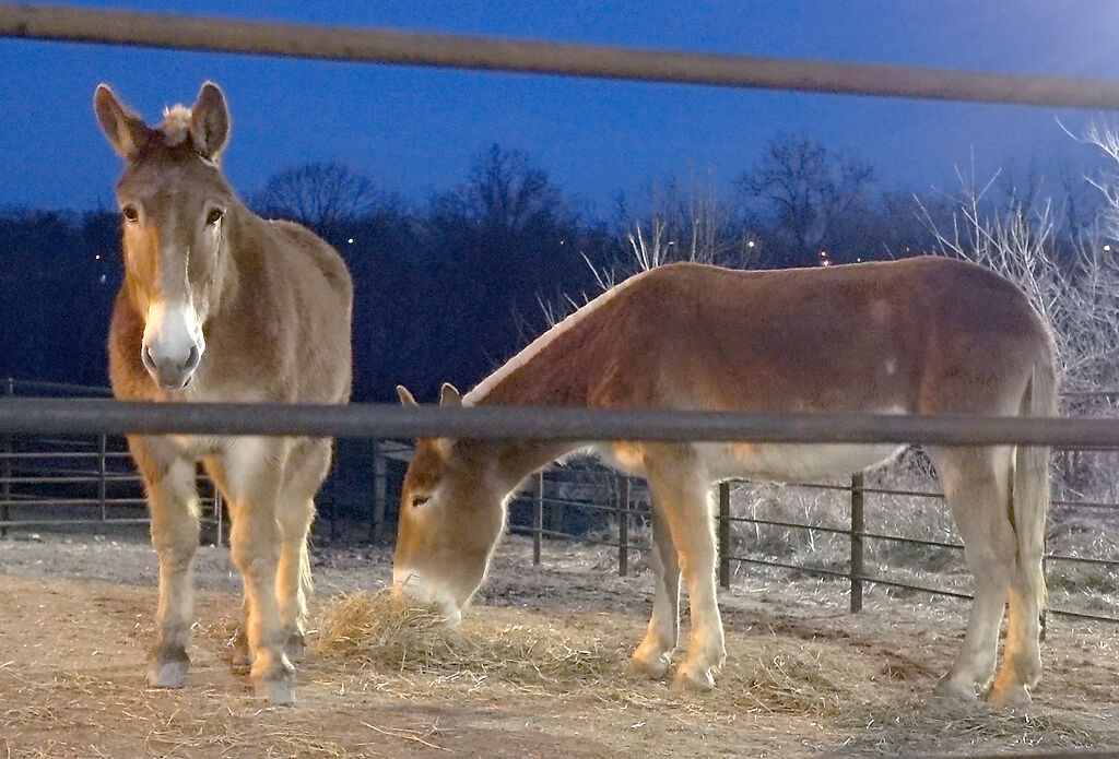 Two mules stand